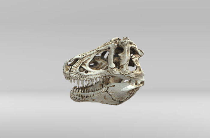 Dinosaur skull