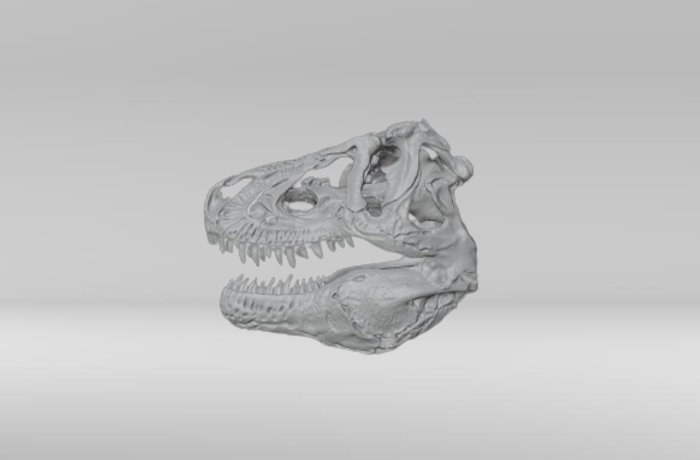 Dinosaur skull